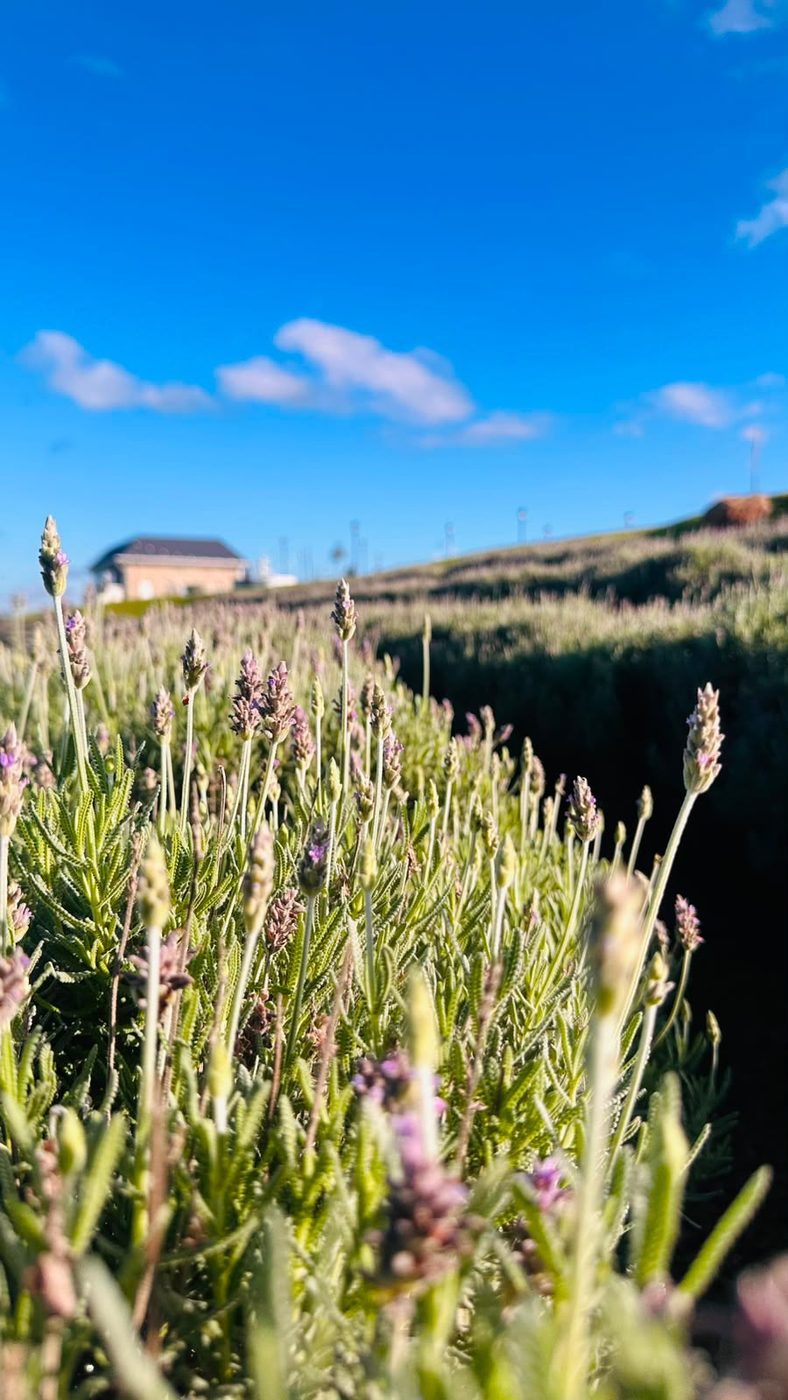 Hastes de lavanda balançando contra o céu azul